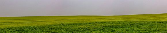 The Field