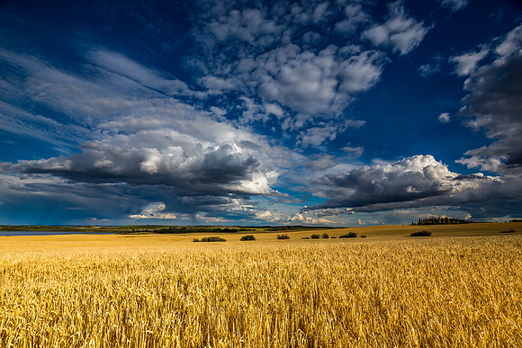 A Field of Gold