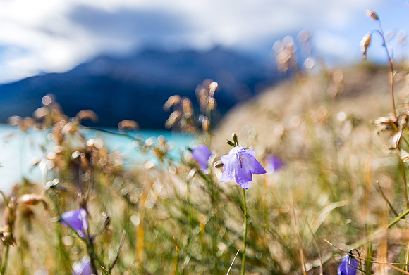 The Blue Bells Hold On_20160917-_MAY6563