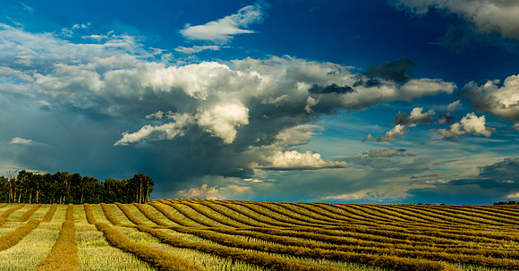 Lines of Harvest_20150907-_MAY3691