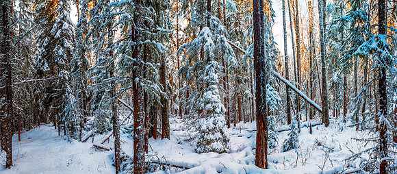 A Blanket for a Forest__20151230-_MAY3644-2