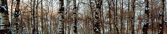 Brich Trees a study