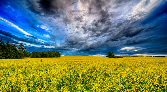 A Extraordinary Yellow Day