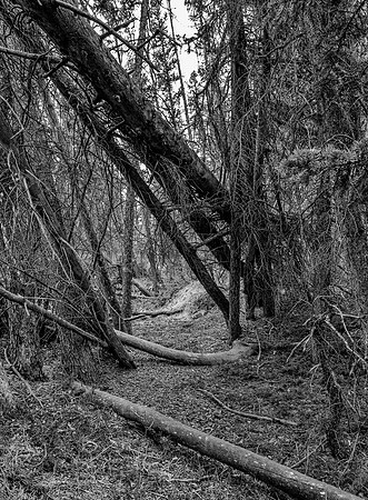 Game Trail