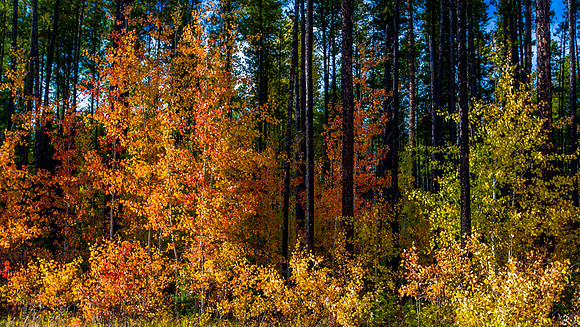 The Colour Overtakes _20150918-_MAY4023