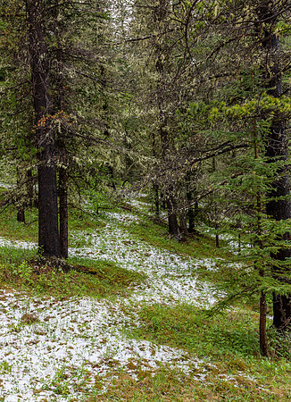 A Path  Drew May Photo
