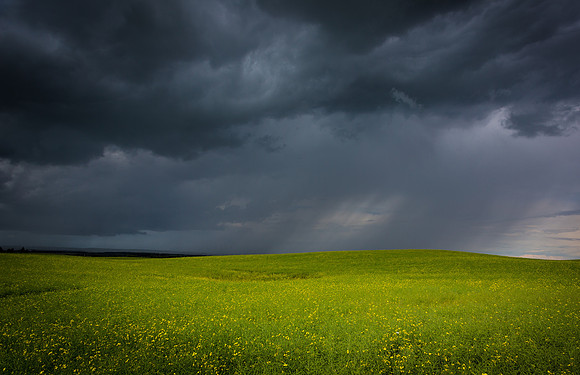 Storm in a Feild of Peas
