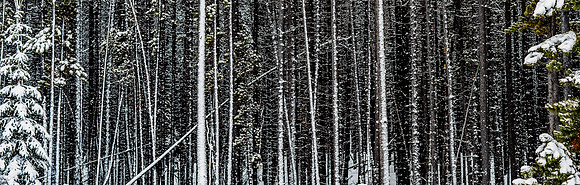 Spruce Confusion
