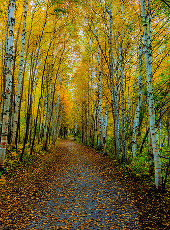 A Walk in The Woods