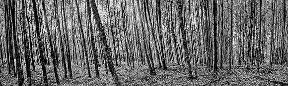 Natural Patterns
