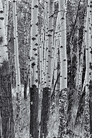 Can' See the Forest...