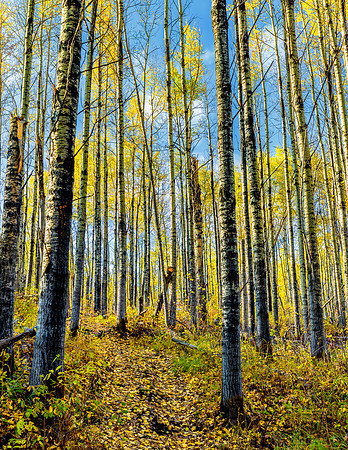 A Carpet of Yellow