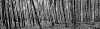 Natural Patterns