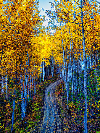 The Path though the trees