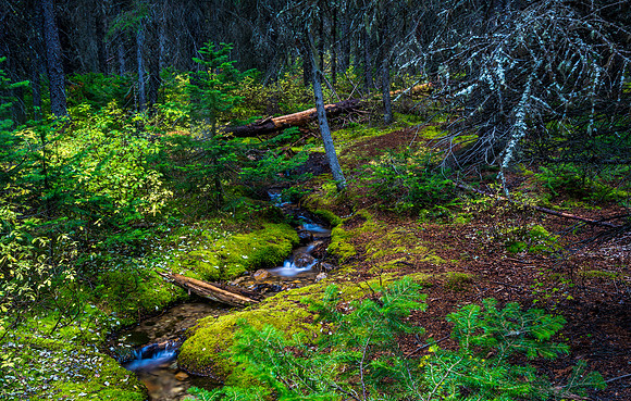 The Trickle in The Forest_20160917-_MAY6635