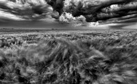 Movement in The Fields
