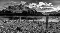 A Dead Forest on the Shores of Abraham Lake