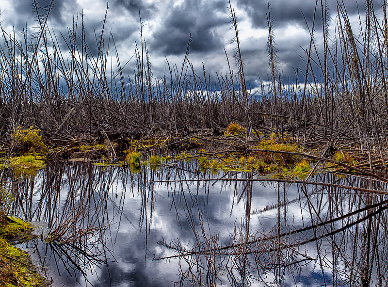 Relections of Death