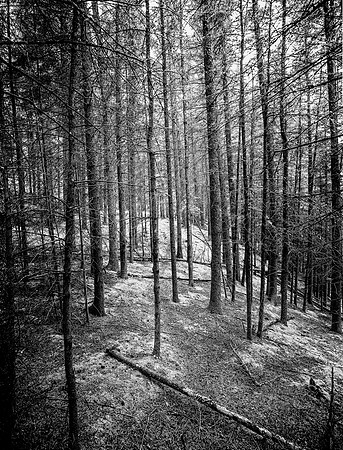 Spruce Forest