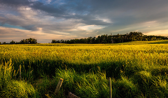 A little light across the field